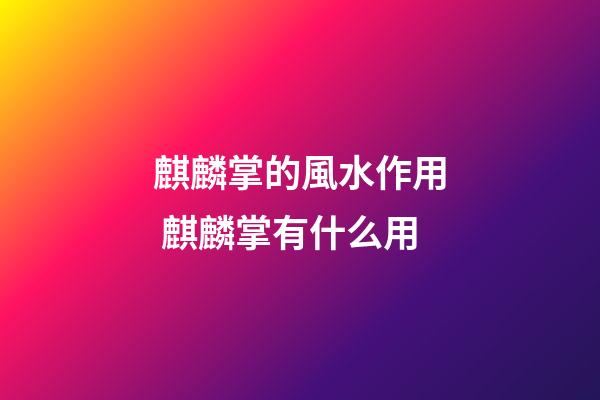 麒麟掌的風水作用 麒麟掌有什么用